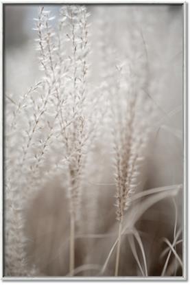 Picture of Elysian Grass