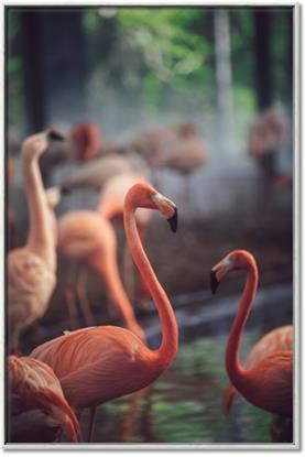 Picture of Flamingo Zen
