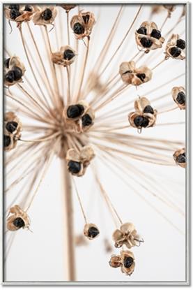 Picture of Ethereal Flower