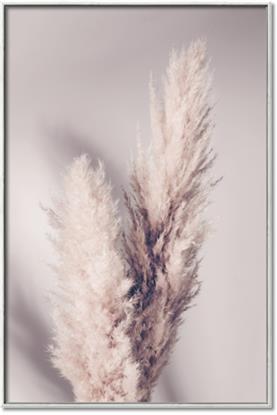 Picture of Enchanted Pampas Grass