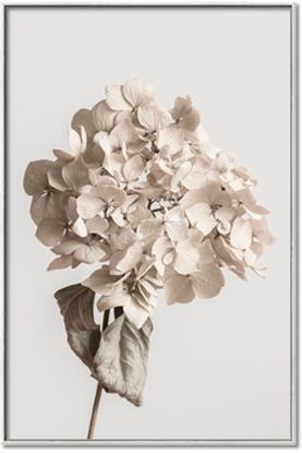 Picture of Lullaby of a Beige Flower