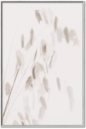 Picture of Ballet of Floral Shadows