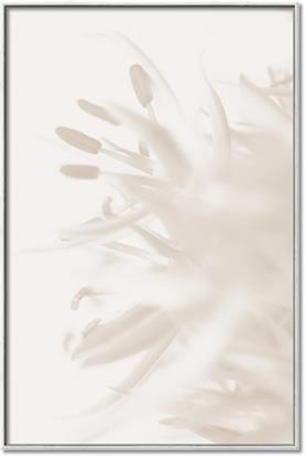 Picture of An Echo of Leaves