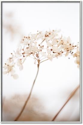 Picture of Desert Bloom Elegance