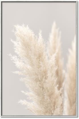 Picture of Creamy Petal Pampas I