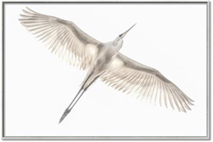 Picture of Serenade Flight