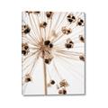 Picture of Ethereal Flower _GroupedProduct_Rectangle_Portrait_Photography _GroupedProduct_Rectangle_Portrait_Canvas_