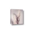 Picture of Enchanted Pampas Grass _GroupedProduct_Rectangle_Portrait_Photography _GroupedProduct_Rectangle_Portrait_Canvas_
