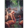 Picture of Flamingo _GroupedProduct_Rectangle_Portrait_Photography _GroupedProduct_Rectangle_Portrait_Canvas_Framed_