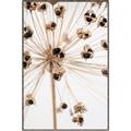 Picture of Ethereal Flower _GroupedProduct_Rectangle_Portrait_Photography _GroupedProduct_Rectangle_Portrait_Canvas_Framed_