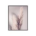 Picture of Enchanted Pampas Grass _GroupedProduct_Rectangle_Portrait_Photography _GroupedProduct_Rectangle_Portrait_Canvas_Framed_