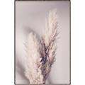 Picture of Enchanted Pampas Grass _GroupedProduct_Rectangle_Portrait_Photography _GroupedProduct_Rectangle_Portrait_Canvas_Framed_