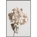 Picture of Lullaby of a Beige Flower _GroupedProduct_Rectangle_Portrait_Photography _GroupedProduct_Rectangle_Portrait_Canvas_Framed_