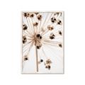 Picture of Ethereal Flower _GroupedProduct_Rectangle_Portrait_Photography _GroupedProduct_Rectangle_Portrait_Framed_Matted_