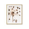 Picture of Ethereal Flower _GroupedProduct_Rectangle_Portrait_Photography _GroupedProduct_Rectangle_Portrait_Framed_Matted_