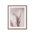Picture of Enchanted Pampas Grass _GroupedProduct_Rectangle_Portrait_Photography _GroupedProduct_Rectangle_Portrait_Framed_Matted_