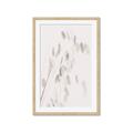 Picture of Ballet of Floral Shadows _GroupedProduct_Rectangle_Portrait_Photography _GroupedProduct_Rectangle_Portrait_Framed_Matted_