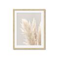 Picture of Creamy Petal Pampas I _GroupedProduct_Rectangle_Portrait_Photography _GroupedProduct_Rectangle_Portrait_Framed_Matted_