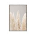 Picture of Creamy Petal Pampas II _GroupedProduct_Rectangle_Portrait_Photography _GroupedProduct_Rectangle_Portrait_Framed_Matted_