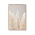 Picture of Creamy Petal Pampas II _GroupedProduct_Rectangle_Portrait_Photography _GroupedProduct_Rectangle_Portrait_Framed_Matted_