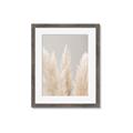 Picture of Creamy Petal Pampas II _GroupedProduct_Rectangle_Portrait_Photography _GroupedProduct_Rectangle_Portrait_Framed_Matted_