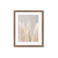 Picture of Creamy Petal Pampas II _GroupedProduct_Rectangle_Portrait_Photography _GroupedProduct_Rectangle_Portrait_Framed_Matted_