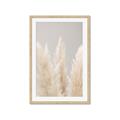 Picture of Creamy Petal Pampas II _GroupedProduct_Rectangle_Portrait_Photography _GroupedProduct_Rectangle_Portrait_Framed_Matted_