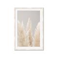Picture of Creamy Petal Pampas II _GroupedProduct_Rectangle_Portrait_Photography _GroupedProduct_Rectangle_Portrait_Framed_Matted_