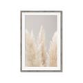 Picture of Creamy Petal Pampas II _GroupedProduct_Rectangle_Portrait_Photography _GroupedProduct_Rectangle_Portrait_Framed_Matted_