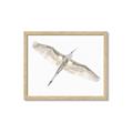 Picture of Serenade Flight _GroupedProduct_Rectangle_Landscape_Photography _GroupedProduct_Rectangle_Landscape_Framed_Matted_