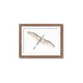 Picture of Serenade Flight _GroupedProduct_Rectangle_Landscape_Photography _GroupedProduct_Rectangle_Landscape_Framed_Matted_