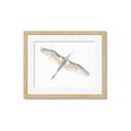 Picture of Serenade Flight _GroupedProduct_Rectangle_Landscape_Photography _GroupedProduct_Rectangle_Landscape_Framed_Matted_