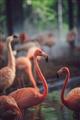Picture of Flamingo _GroupedProduct_Rectangle_Portrait_Photography _GroupedProduct_Rectangle_Portrait_Unframed_Print_Only_