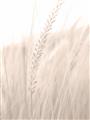 Picture of Rhapsody of Grass Blades _GroupedProduct_Rectangle_Portrait_Photography _GroupedProduct_Rectangle_Portrait_Unframed_Print_Only_