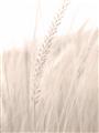 Picture of Rhapsody of Grass Blades _GroupedProduct_Rectangle_Portrait_Photography _GroupedProduct_Rectangle_Portrait_Unframed_Print_Only_