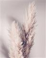Picture of Enchanted Pampas Grass _GroupedProduct_Rectangle_Portrait_Photography _GroupedProduct_Rectangle_Portrait_Unframed_Print_Only_