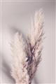 Picture of Enchanted Pampas Grass _GroupedProduct_Rectangle_Portrait_Photography _GroupedProduct_Rectangle_Portrait_Unframed_Print_Only_