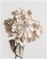 Picture of Lullaby of a Beige Flower _GroupedProduct_Rectangle_Portrait_Photography _GroupedProduct_Rectangle_Portrait_Unframed_Print_Only_