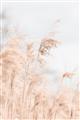 Picture of Neutral Bloom Reeds _GroupedProduct_Rectangle_Portrait_Photography _GroupedProduct_Rectangle_Portrait_Unframed_Print_Only_