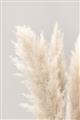 Picture of Creamy Petal Pampas I _GroupedProduct_Rectangle_Portrait_Photography _GroupedProduct_Rectangle_Portrait_Unframed_Print_Only_