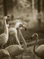 Picture of Flamingo _GroupedProduct_Rectangle_Portrait_Photography _GroupedProduct_Rectangle_Portrait_Unframed_Print_Only_