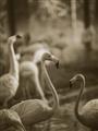 Picture of Flamingo _GroupedProduct_Rectangle_Portrait_Photography _GroupedProduct_Rectangle_Portrait_Unframed_Print_Only_