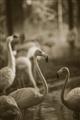 Picture of Flamingo _GroupedProduct_Rectangle_Portrait_Photography _GroupedProduct_Rectangle_Portrait_Unframed_Print_Only_