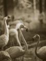 Picture of Flamingo _GroupedProduct_Rectangle_Portrait_Photography _GroupedProduct_Rectangle_Portrait_Unframed_Print_Only_