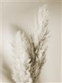 Picture of Enchanted Pampas Grass _GroupedProduct_Rectangle_Portrait_Photography _GroupedProduct_Rectangle_Portrait_Unframed_Print_Only_