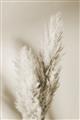 Picture of Enchanted Pampas Grass _GroupedProduct_Rectangle_Portrait_Photography _GroupedProduct_Rectangle_Portrait_Unframed_Print_Only_