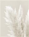Picture of Creamy Petal Pampas I _GroupedProduct_Rectangle_Portrait_Photography _GroupedProduct_Rectangle_Portrait_Unframed_Print_Only_