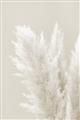 Picture of Creamy Petal Pampas I _GroupedProduct_Rectangle_Portrait_Photography _GroupedProduct_Rectangle_Portrait_Unframed_Print_Only_