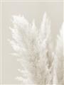 Picture of Creamy Petal Pampas I _GroupedProduct_Rectangle_Portrait_Photography _GroupedProduct_Rectangle_Portrait_Unframed_Print_Only_