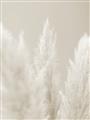 Picture of Creamy Petal Pampas II _GroupedProduct_Rectangle_Portrait_Photography _GroupedProduct_Rectangle_Portrait_Unframed_Print_Only_